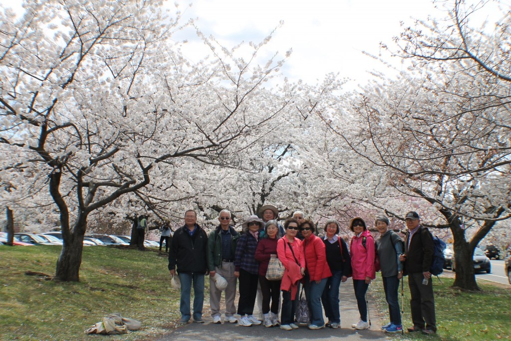 2015 Spring Outing-Branch Brook Park Cherry Blosooms