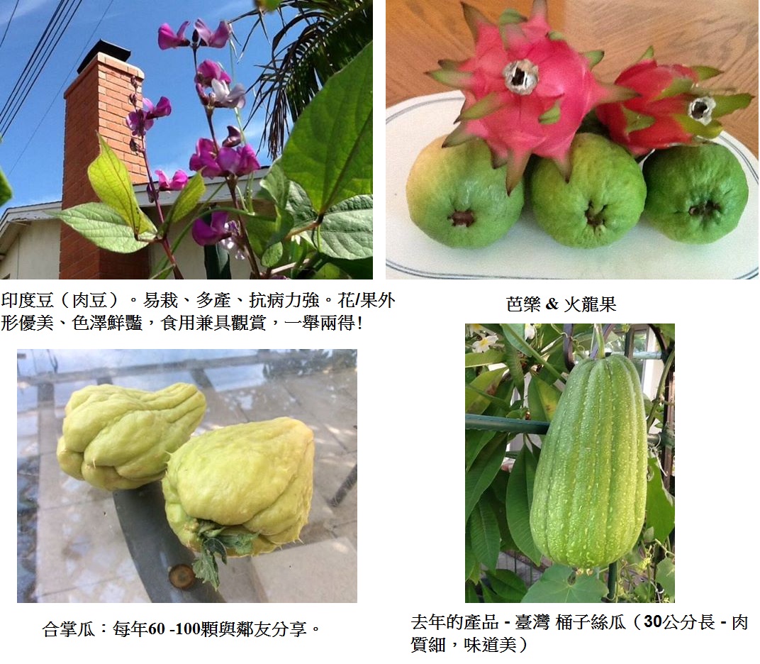 425_一個台灣人與美國鄰居互通水果2